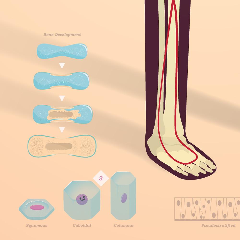 CrashCourse Anatomy and Physiology Poster