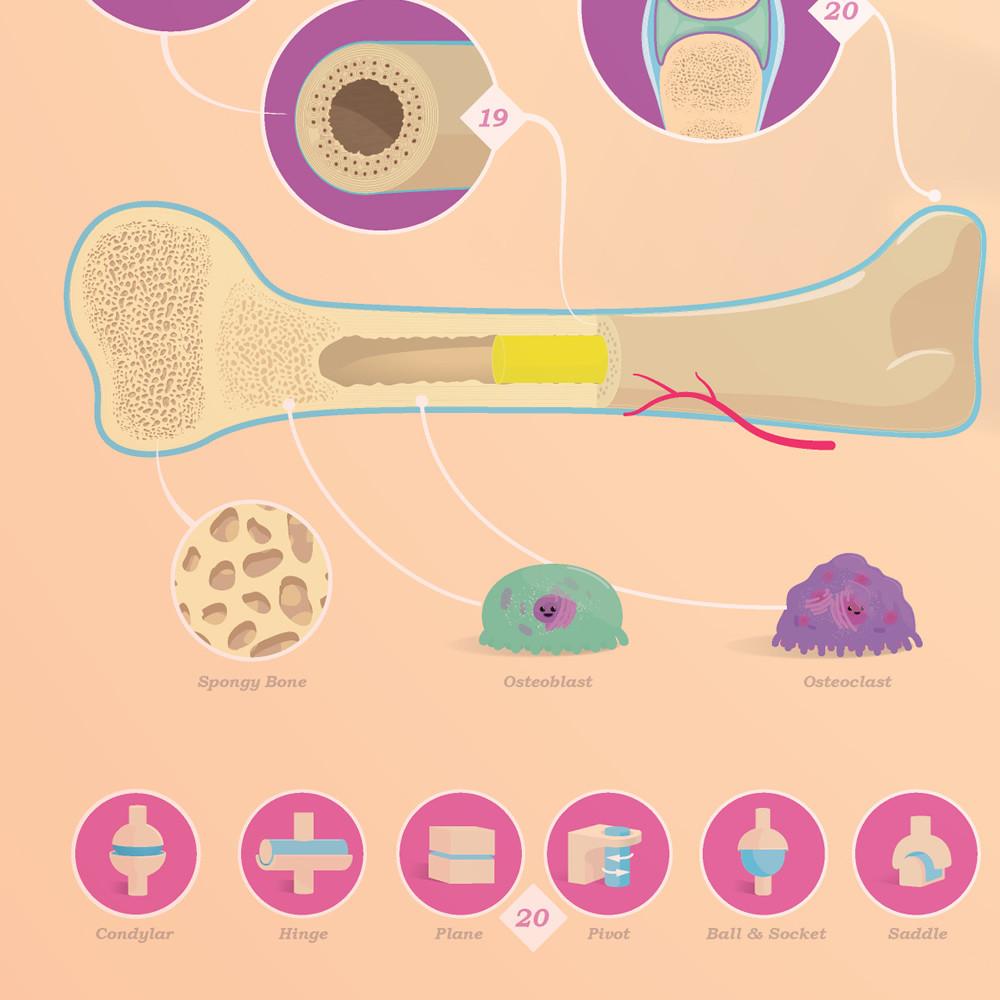 CrashCourse Anatomy and Physiology Poster