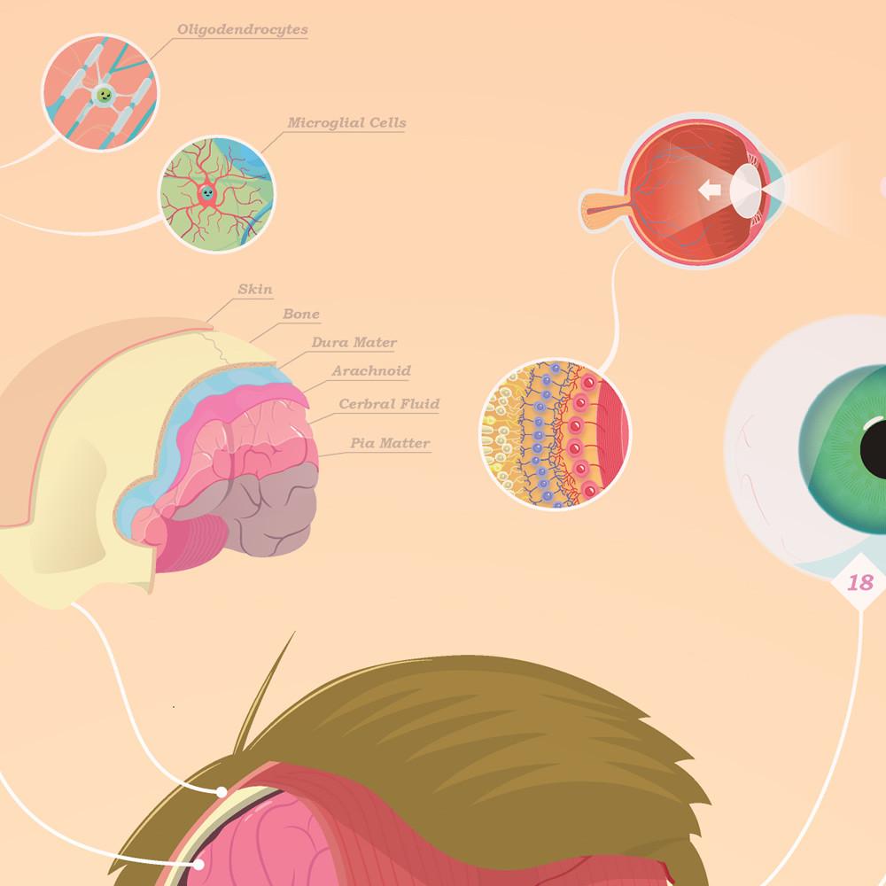 CrashCourse Anatomy and Physiology Poster