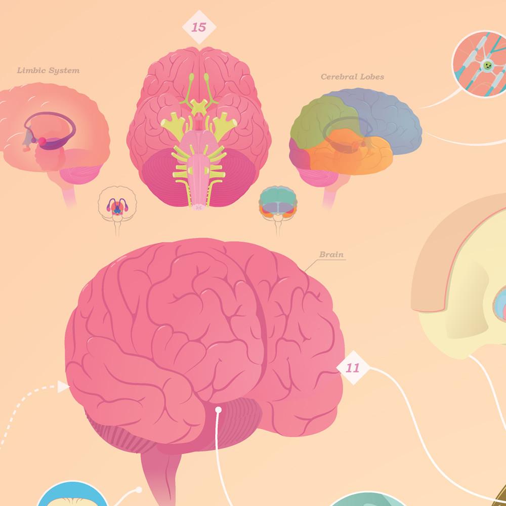 CrashCourse Anatomy and Physiology Poster
