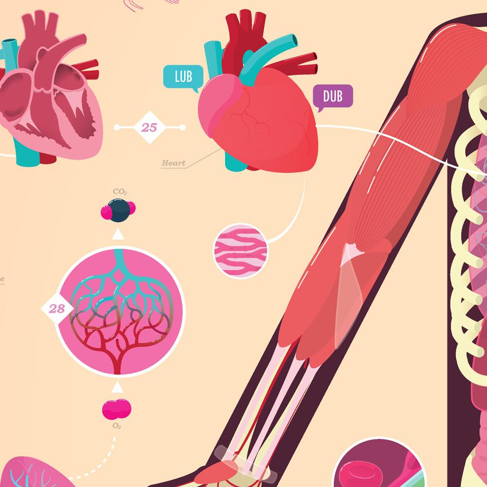 CrashCourse Anatomy and Physiology Poster