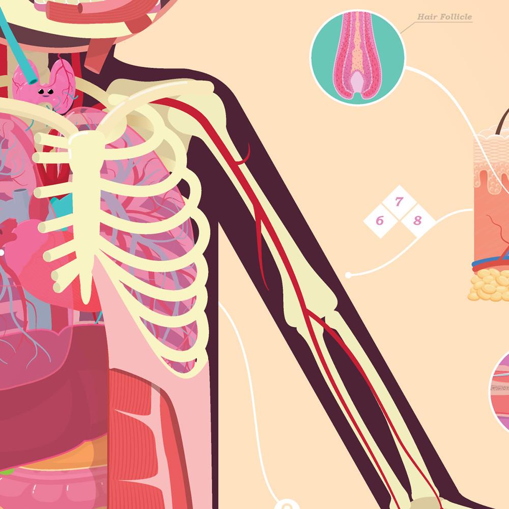 CrashCourse Anatomy and Physiology Poster