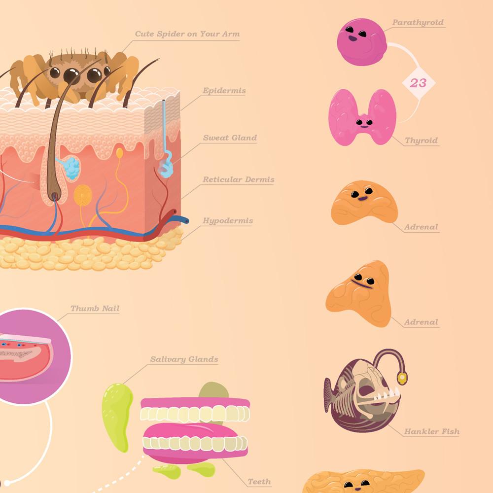 CrashCourse Anatomy and Physiology Poster