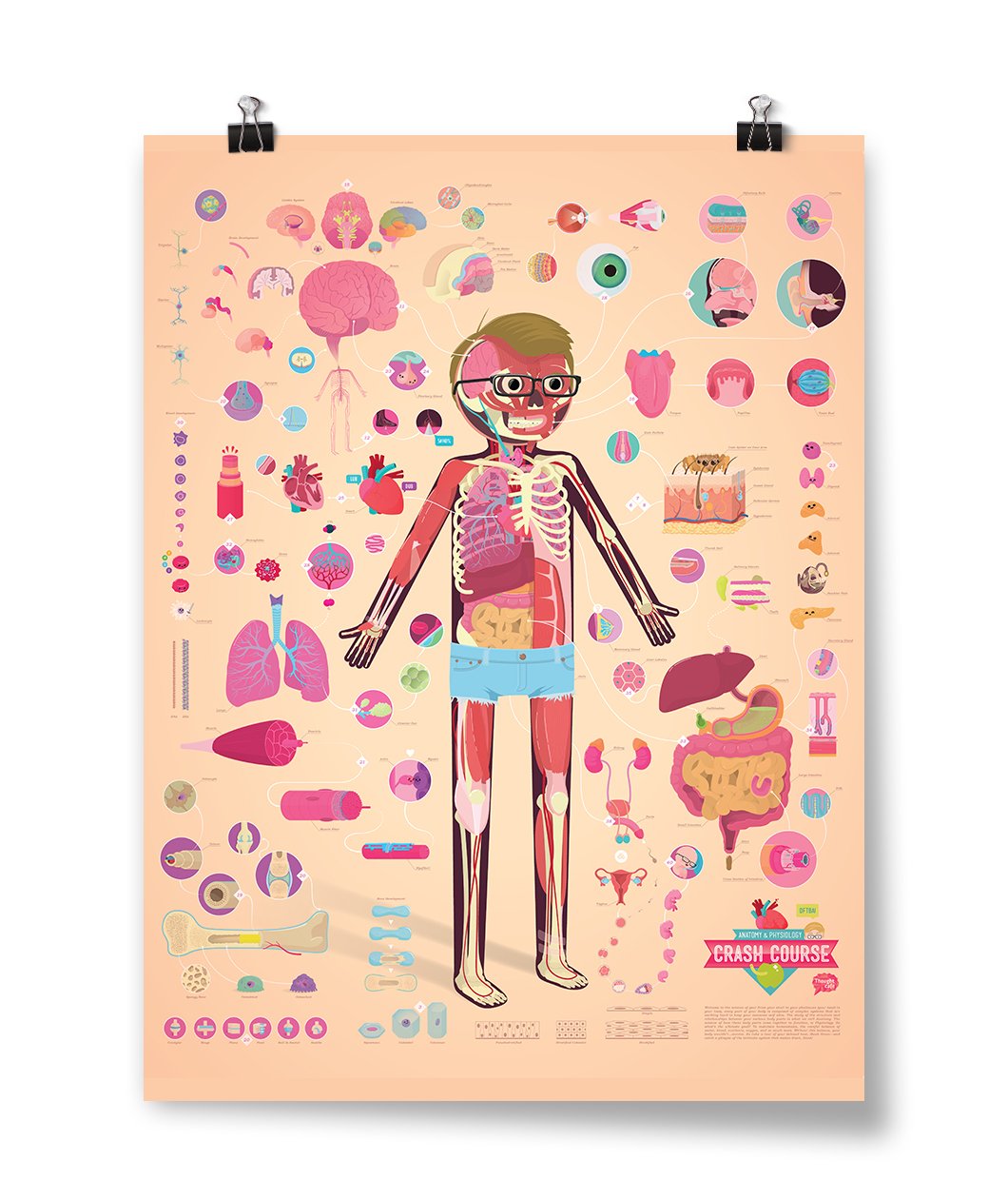 CrashCourse Anatomy and Physiology Poster